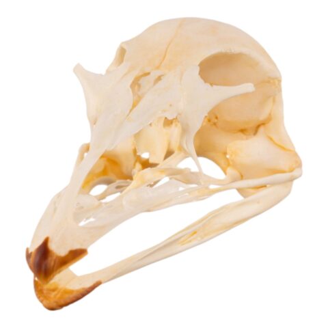 Real Emu Skull - Adolescent - 18 g