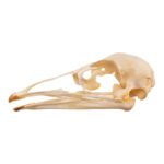 Real Emu Skull – Adolescent – 18 g