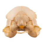 Real Emu Skull – Adolescent – 18 g