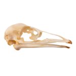 Real Emu Skull – Adolescent – 18 g