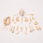 Real Potbellied Pig Skeleton – Disarticulated