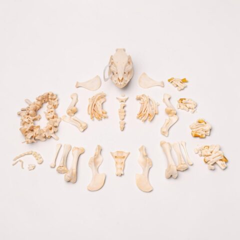 Real Potbellied Pig Skeleton - Disarticulated