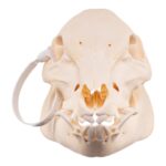 Real Potbellied Pig Skeleton – Disarticulated