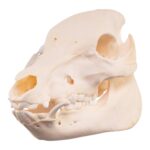 Real Potbellied Pig Skeleton – Disarticulated