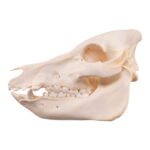 Real Potbellied Pig Skeleton – Disarticulated