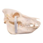 Real Potbellied Pig Skeleton – Disarticulated