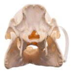 Real Potbellied Pig Skeleton – Disarticulated