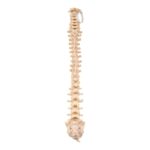 Real Loosely Strung Human Spine, Sacrum and Coccyx
