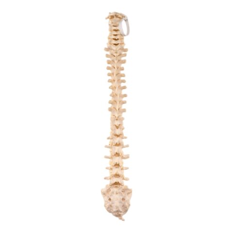 Real Loosely Strung Human Spine, Sacrum and Coccyx