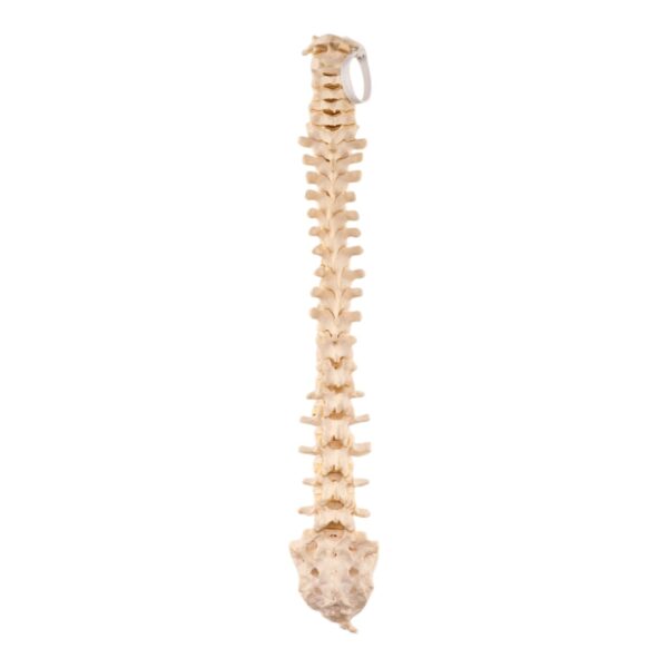 Real Loosely Strung Human Spine, Sacrum and Coccyx