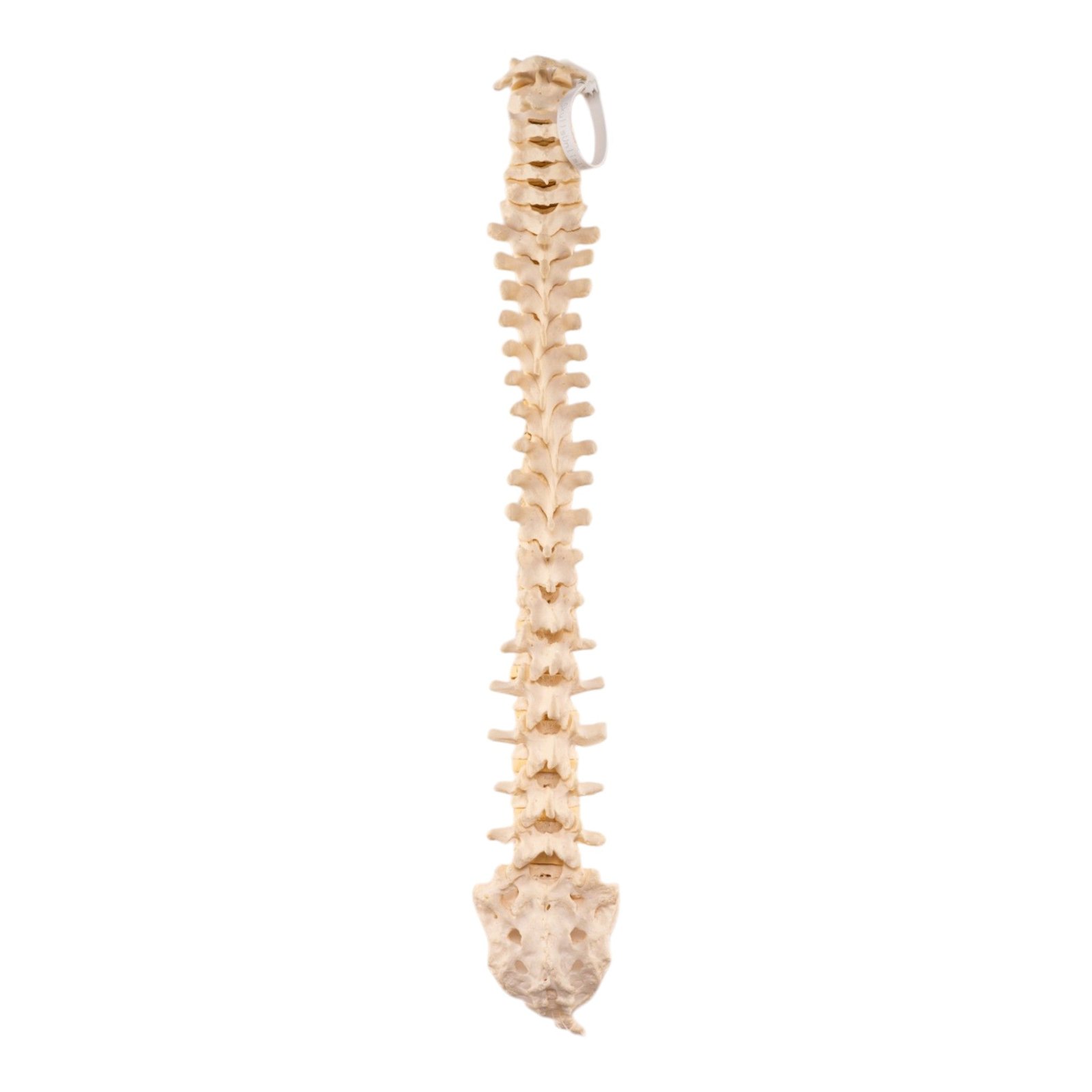 Real Loosely Strung Human Spine, Sacrum and Coccyx