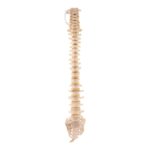 Real Loosely Strung Human Spine, Sacrum and Coccyx