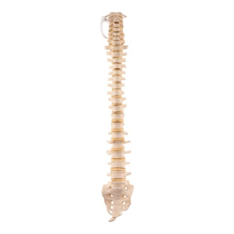 Real Loosely Strung Human Spine, Sacrum and Coccyx