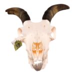 Real Bighorn Sheep Skull – 1136 g