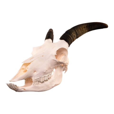 Real Bighorn Sheep Skull - 1136 g