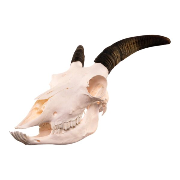 Real Bighorn Sheep Skull – 1136 g