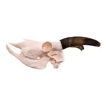 Real Bighorn Sheep Skull – 1136 g