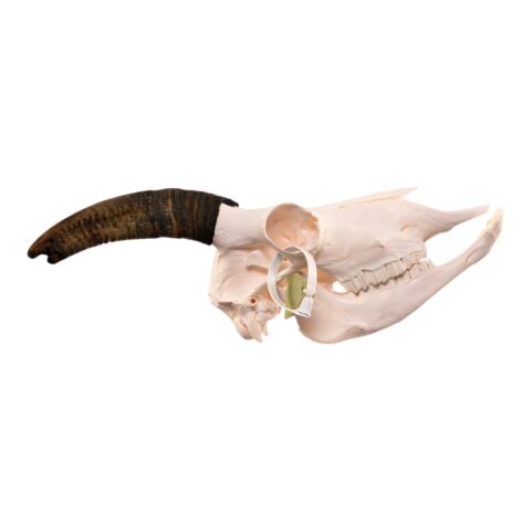Real Bighorn Sheep Skull - 1136 g