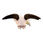 Real Bighorn Sheep Skull – 1136 g