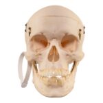 Real Human Skull – 726 g