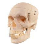 Real Human Skull – 726 g