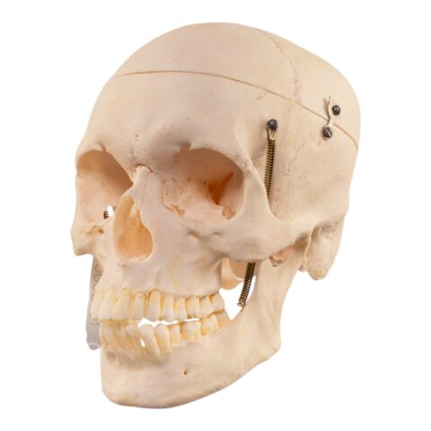 Real Human Skull - 726 g