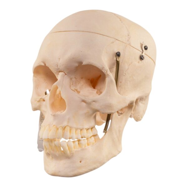 Real Human Skull – 726 g