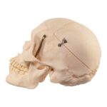 Real Human Skull – 726 g