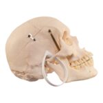 Real Human Skull – 726 g