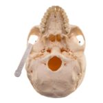 Real Human Skull – 726 g