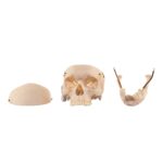Real Human Skull – 726 g