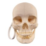 Real Human Skull – 644 g
