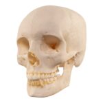 Real Human Skull – 644 g