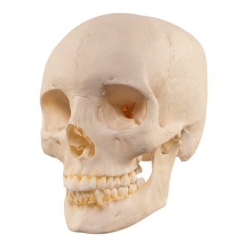 Real Human Skull - 644 g