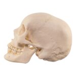 Real Human Skull – 644 g