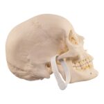 Real Human Skull – 644 g