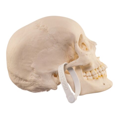 Real Human Skull - 644 g