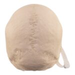Real Human Skull – 644 g