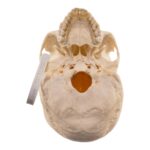 Real Human Skull – 644 g
