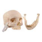 Real Human Skull – 644 g