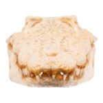 Real Nile Crocodile Skull (7.9 in)