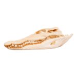 Real Nile Crocodile Skull (7.9 in)