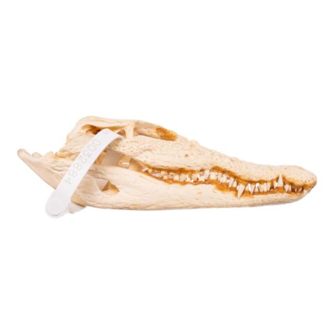 Real Nile Crocodile Skull (7.9 in)