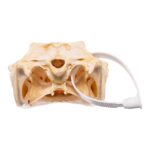 Real Nile Crocodile Skull (7.9 in)