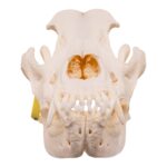Real Domestic Dog Skull – Pathology – 598 g