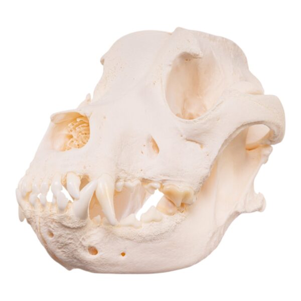 Real Domestic Dog Skull – Pathology – 598 g