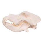 Real Domestic Dog Skull – Pathology – 598 g