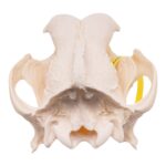 Real Domestic Dog Skull – Pathology – 598 g