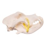 Real Domestic Dog Skull – Pathology – 598 g