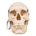 Real Human Skull – 650 g